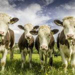 Defra Confirms Bluetongue Cases Threaten Livestock Across England and Wales