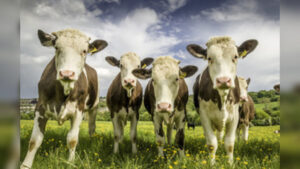 Defra Confirms Bluetongue Cases Threaten Livestock Across England and Wales