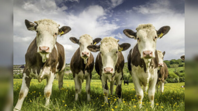 Defra Confirms Bluetongue Cases Threaten Livestock Across England and Wales