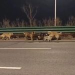 Dogs Escape Dog Meat Factory