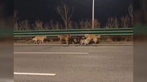 Dogs Escape Dog Meat Factory