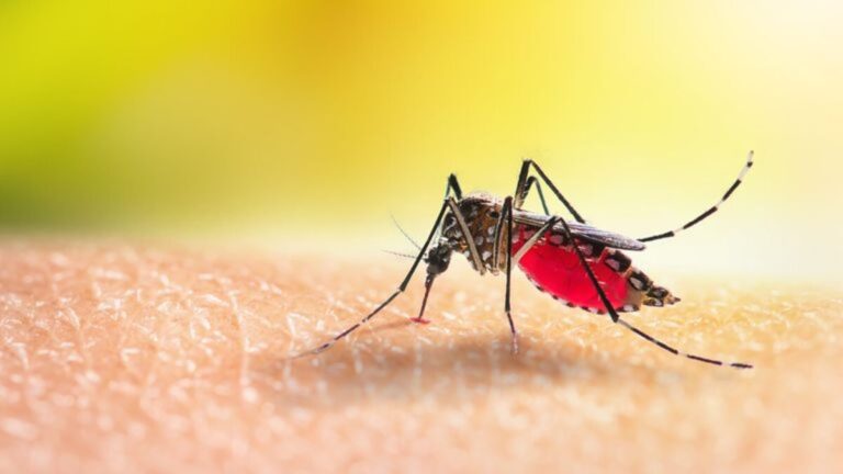 Mosquito Bite