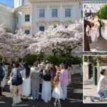 Notting Hill Cherry Blossoms