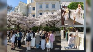 Notting Hill Cherry Blossoms