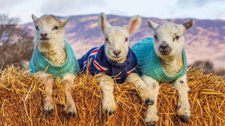 Orphaned lambs