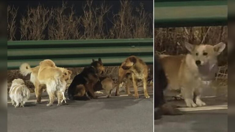 Seven stolen dogs