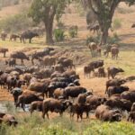 UK and South Africa Join Forces to Back Farmers in Mpumalanga