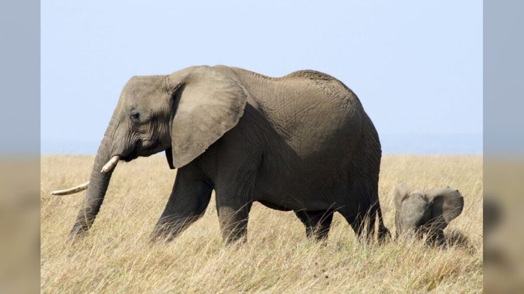 elephant