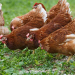 Authorities Allow Poultry to Roam Freely in England and Wales After Months of Confinement