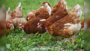 Authorities Allow Poultry to Roam Freely in England and Wales After Months of Confinement