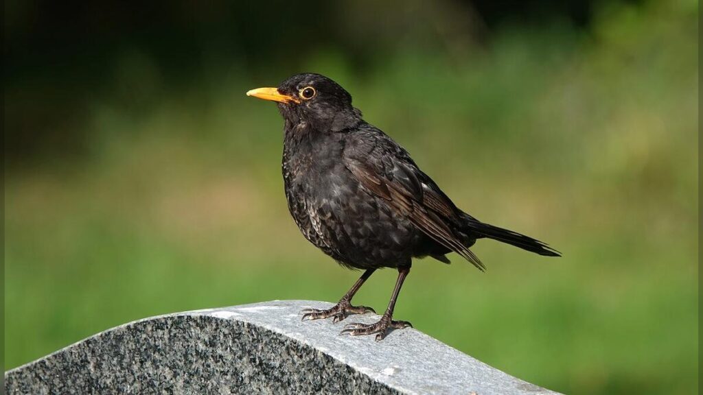 Blackbird