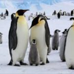 Climate change drives emperor penguins toward extinction and threatens wildlife survival in Antarctica