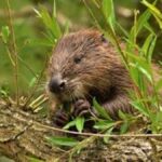Forestry England selects Northumberland as beaver reintroduction hotspot after reviewing 28 sites across England for wildlife restoration
