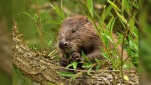 Forestry England selects Northumberland as beaver reintroduction hotspot after reviewing 28 sites across England for wildlife restoration