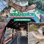 Toddler Reaches Into Wolf Enclosure and Gets Injured at Hersheypark Pennsylvania