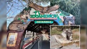 Toddler Reaches Into Wolf Enclosure and Gets Injured at Hersheypark Pennsylvania