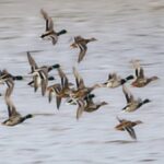 UK Authorities Lift Bird Flu Restrictions as Poultry Keepers Resume Outdoor Farming in Yorkshire England