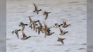 UK Authorities Lift Bird Flu Restrictions as Poultry Keepers Resume Outdoor Farming in Yorkshire England