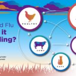how bird flu is spreading