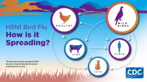 how bird flu is spreading