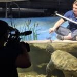 Giant Turtle Big Snap Daddy Captivates Nebraska Community Before Sudden Death at Schramm Education Center Gretna