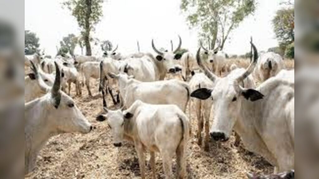 Oyo State Government Warns Traders Stops Roadside Cattle Sales Ahead Eid al-Kabir Festival in Ibadan Markets