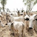 Oyo State Government Warns Traders Stops Roadside Cattle Sales Ahead Eid al-Kabir Festival in Ibadan Markets