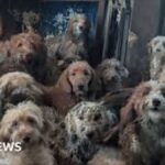 RSPCA rescues hundreds of neglected poodles from filthy Nottingham house sparking shock over AI looking abuse images