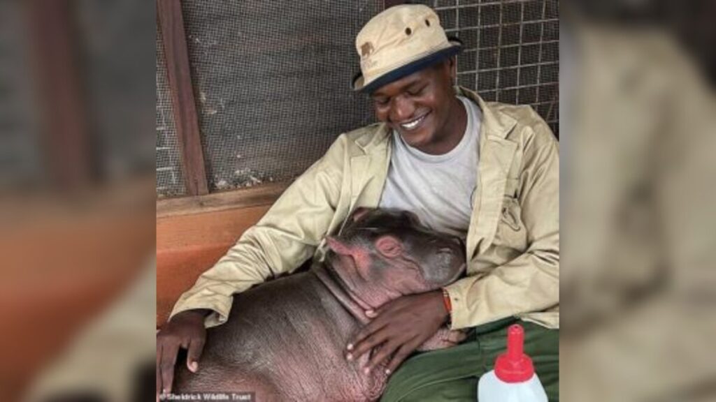 Rescuers Save Orphaned Baby Hippo Bumpy After Tragic Mother Death at Lake Oloiden