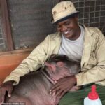 Rescuers Save Orphaned Baby Hippo Bumpy After Tragic Mother Death at Lake Oloiden