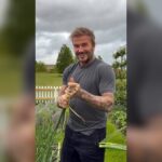Size Matters!”: Beckham Couple’s Cheeky Garden Video Has Fans in Hysterics and Debate