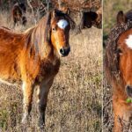 Dartmoor Ponies