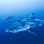 Great White Shark