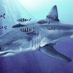 Great White Shark