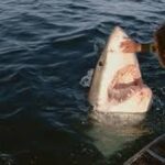 “Massive Predator Strikes Again as 30-Year-Old Diver Is Mauled in Violent Shark Attack Near Michaelmas Island, Southeast of Perth, Sparking Panic in Western Australia”