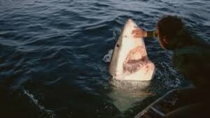 “Massive Predator Strikes Again as 30-Year-Old Diver Is Mauled in Violent Shark Attack Near Michaelmas Island, Southeast of Perth, Sparking Panic in Western Australia”