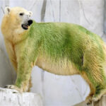 Shocking Sight at Moscow Zoo: Polar Bear’s Fur Changes Color and Leaves Visitors Confused