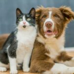 The One Gadget Every Dog Owner Is Suddenly Obsessed With—and It's Now Half Price