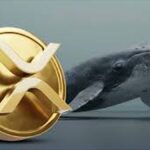 Panic Selling or Biggest Crypto Opportunity Yet? XRP Whales Make Their Move as Price Hits Rock Bottom