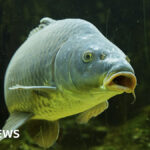 Shock Policy U-Turn: Officials Stop Routine Crackdown on Koi Herpesvirus Outbreaks