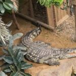 Johnsons of Old Hurst Praises Rescue Efforts as Three-Year-Old Boy Recovers From Crocodile Enclosure Attack in England