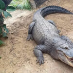 Crocodile