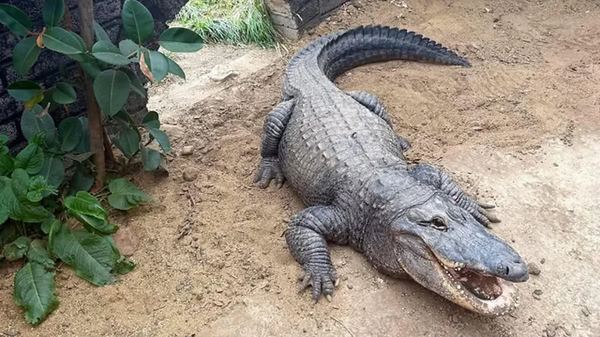Crocodile