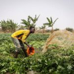 Nigeria Agribusiness Boss Sounds Alarm Why Africa May Never Solve Food Insecurity Without Massive Investment