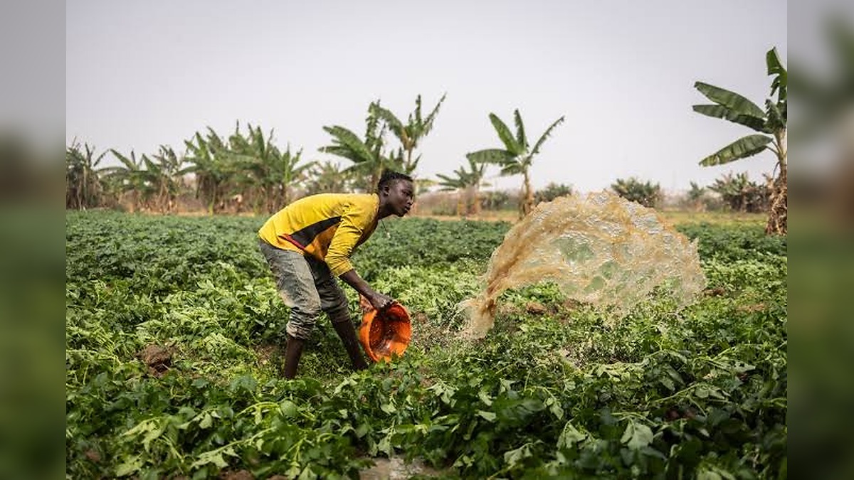 Nigeria Agribusiness Boss Sounds Alarm Why Africa May Never Solve Food Insecurity Without Massive Investment