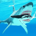 Nine-Foot Shark Prompts Swimming Restrictions at Long Island Beaches as New York Issues Holiday Safety Warnings