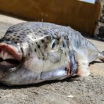Pufferfish