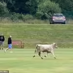 Runaway 800kg Bull Forces Abandonment of North East Premier League Cricket Match Near Newcastle