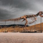 T. rex