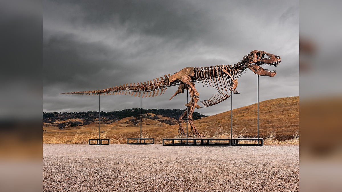 T. rex